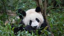 正在吃竹子的大熊猫,中国成都