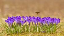 Honeybee flying over crocuses in the Tatra Mountains, Poland 