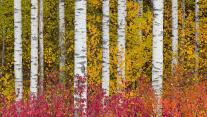 Aspen trees in autumn, Stewart-Cassiar Highway, British Columbia, Canada 