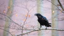 Common raven sitting on a branch 