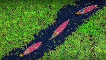 Farmers collecting the water lilies in the Satla marshland near Bagdha, Barishal, Bangladesh 