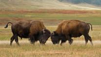 Bison in Wind Cave National Park, South Dakota 