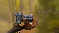 Squirrel looking into the lens of a camera 