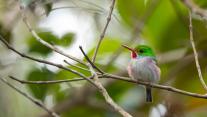 Cuban tody, Alejandro de Humboldt National Park, Cuba 
