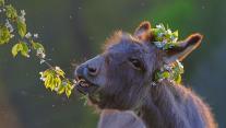 Domestic donkey feeding on cherry twigs 