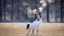 Two red-crowned cranes in Kushiro, Hokkaido, Japan 