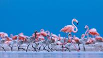 Caribbean flamingos, Ría Lagartos Biosphere Reserve, Yucatán Peninsula, Mexico 
