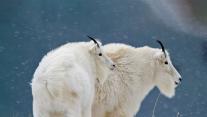 Mountain goats at Glacier National Park in Montana 