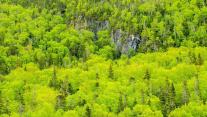Spring forest, Gros Morne National Park, Newfoundland and Labrador 