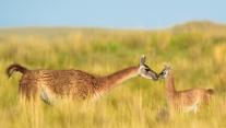 Guanaco female and newborn baby in grassland, La Pampa Province, Argentina 