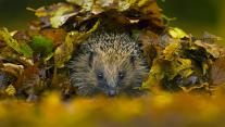 European hedgehog in Sussex, England 