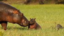 Hippopotamus mother and baby, Chobe National Park, Botswana 