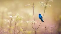 An indigo bunting at the John James Audubon Center at Mill Grove in Audubon, Pennsylvania 