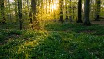 Beech trees and wild anemones, Jutland, Denmark 
