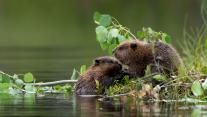 Baby Eurasian beavers, Finland 