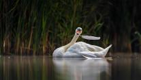 Mute swan in Valkenhorst Nature Reserve, near Valkenswaard, the Netherlands 
