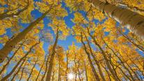 The aspen canopy along Last Dollar Road near Telluride, Colorado 