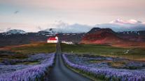 Lupine fields and church at sunrise, Snæfellsnes Peninsula, Iceland 