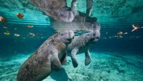 West Indian manatee mother and baby, Three Sisters Spring, Crystal River, Florida 