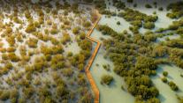 Jubail Mangrove Park in Abu Dhabi, United Arab Emirates 