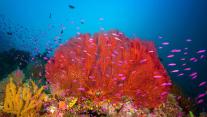 Coral reef in Marovo Lagoon in the Solomon Islands 