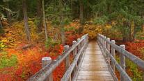 Bridge on the McKenzie River Trail, Willamette National Forest, Oregon 