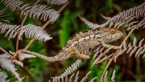 Panther chameleon in Amber Mountain National Park, Madagascar 