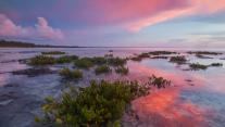 Red mangrove tree seedlings in Guanahacabibes National Park, Cuba 