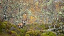Red deer stag in Caledonian Forest, Glen Affric, Scottish Highlands 