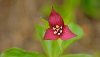 A close-up of the red trillium flower in Algonquin Provincial Park, Ont. 