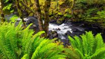 A stream of water flows through the Sasquatch Provincial Park, Fraser Valley, B.C. 
