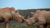 Southern white rhinoceros males, Shamwari Private Game Reserve, South Africa 