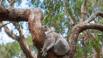 A koala sleeping in a eucalyptus tree, Australia 