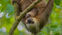Hoffmann's two-toed sloth mother and young, Puerto Viejo de Talamanca, Costa Rica 