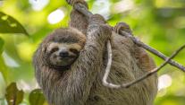 Three-toed sloth in Costa Rica 