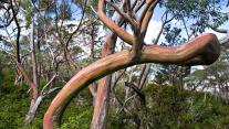 Tasmanian snow gum, Mount Field National Park, Tasmania, Australia 