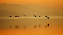 Pelicans at Sonny Bono Salton Sea National Wildlife Refuge, California 