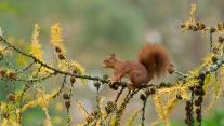 Eurasian red squirrel, Netherlands 