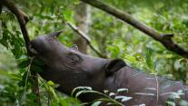 Sumatran rhinoceros Dicerorhinus sumatrensis female eating leaves, Way Kambas National Park, Sumatra, Indonesia 