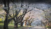 Japanese cherry blossom trees in High Park, Toronto 