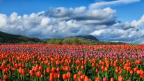 Colourful tulip fields in Fraser Valley, Abbotsford, BC, Canada 