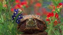 Western box turtle 