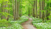 Blooming wild garlic, Hainich National Park, Germany 