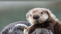 Sea otter pup, Prince William Sound, Alaska 