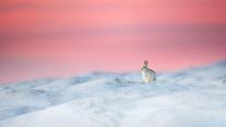 Mountain hare in Derbyshire, England 