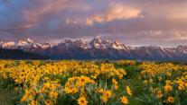 Pfeilblättrige Balsamwurzeln am Fuße der Bergkette Teton Range im Grand-Teton-Nationalpark, Wyoming, USA 