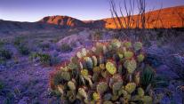 Feigenkaktus, Big-Bend Nationalpark, Texas, USA 