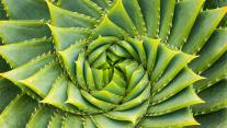 Spiralförmige Aloe, Kangaroo Island, Australien 