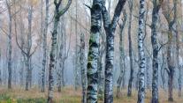 Weißbirkenwald Betula pendula im Herbstnebel, Deutschland 
