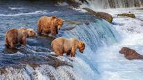 Grizzlybären beim Lachsfang an den Brooks Falls, Katmai National Park, Alaska, USA 